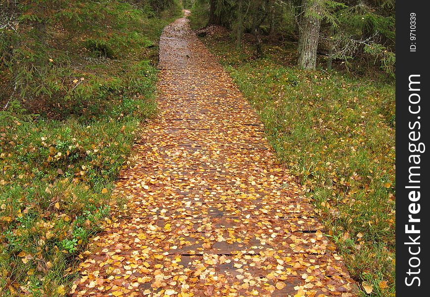 Country pathway in autumn, covered with colorful leaves