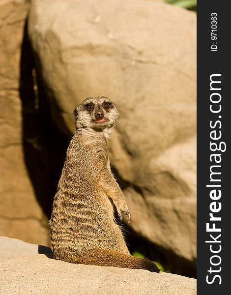 A meerkat standing alert at its post. A meerkat standing alert at its post.