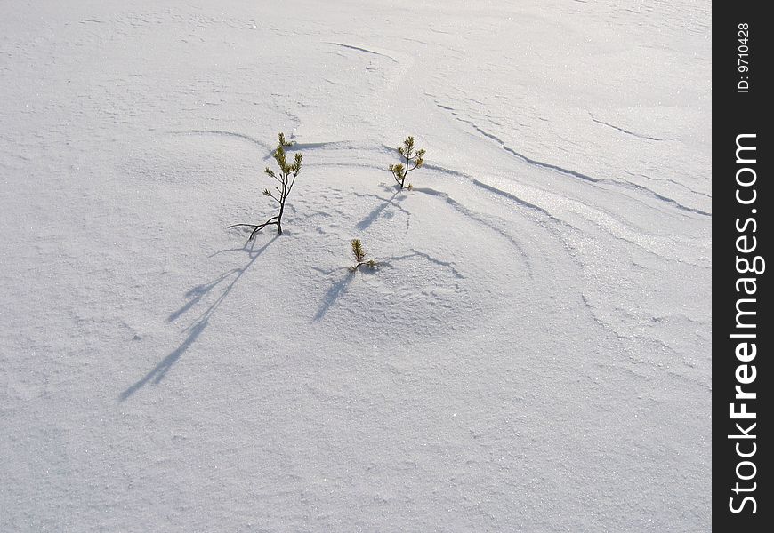 Small pines starting to grow on a snowy hillocks, texture of snow