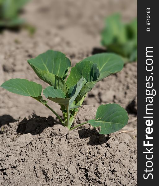 Field with young head of cabbage