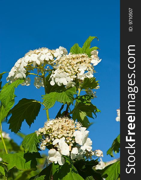 Blossoming guelder-rose on blue background