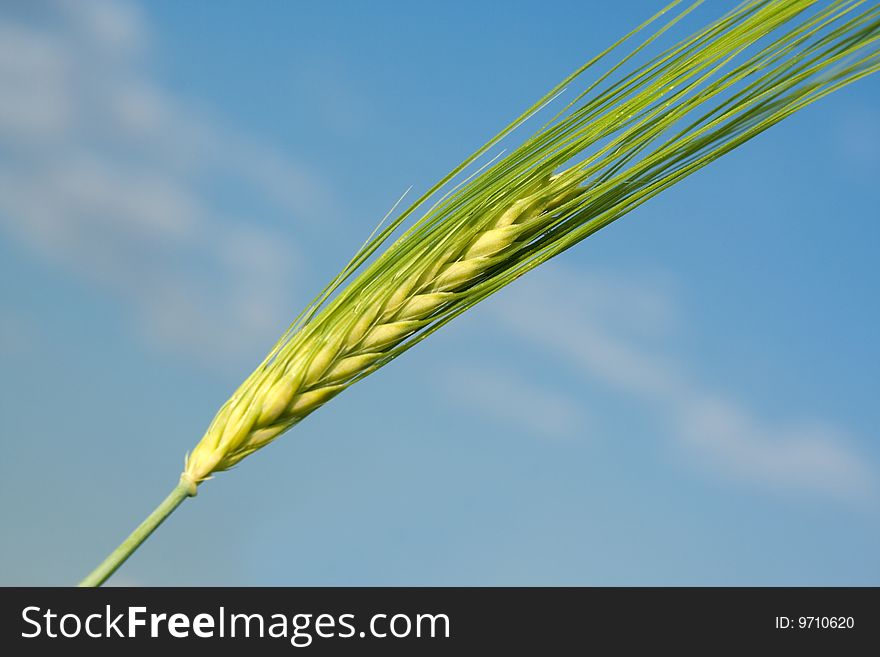 Wheaten Cone on blue sky background