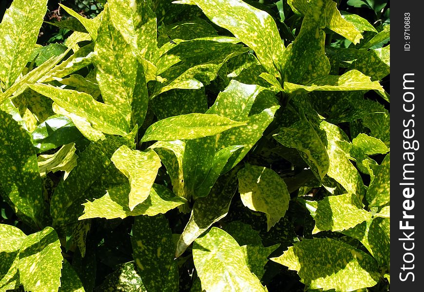 Background in yellow and green young plants nettles. Background in yellow and green young plants nettles