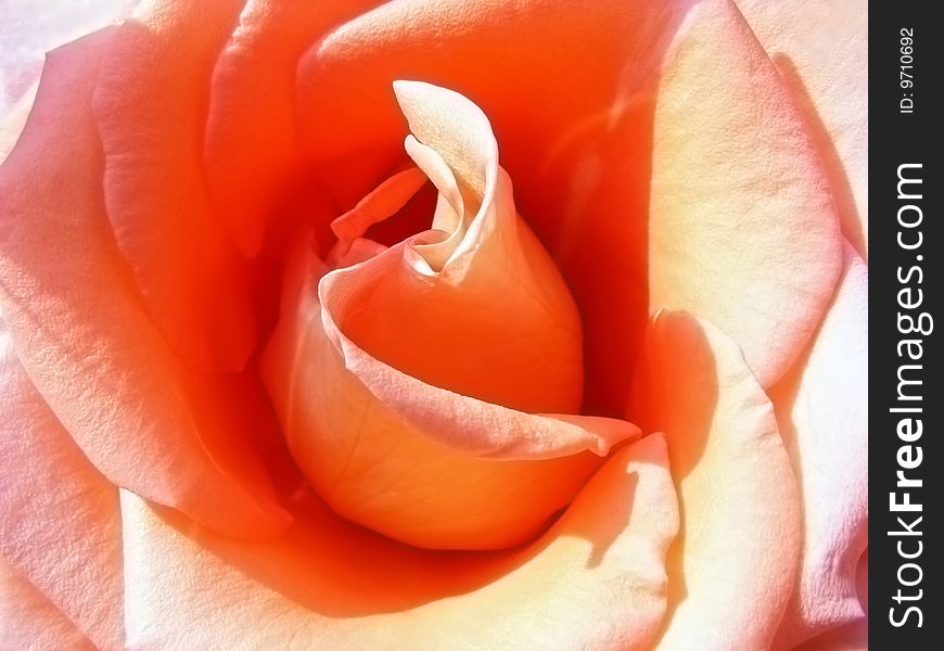 Flower bud rose close-up illuminated by sun rays