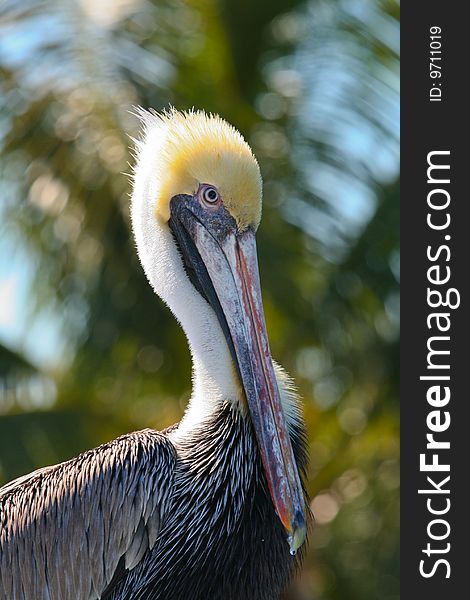 Pelican sitting in front of a palm tree in Miami. Pelican sitting in front of a palm tree in Miami.