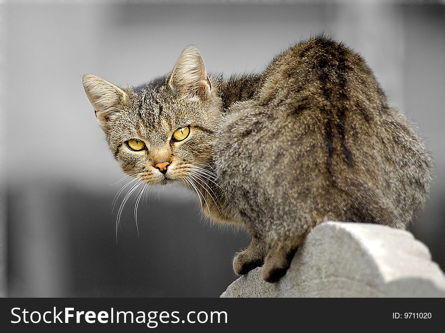 Domestic cat with wild yellow eyes. Domestic cat with wild yellow eyes