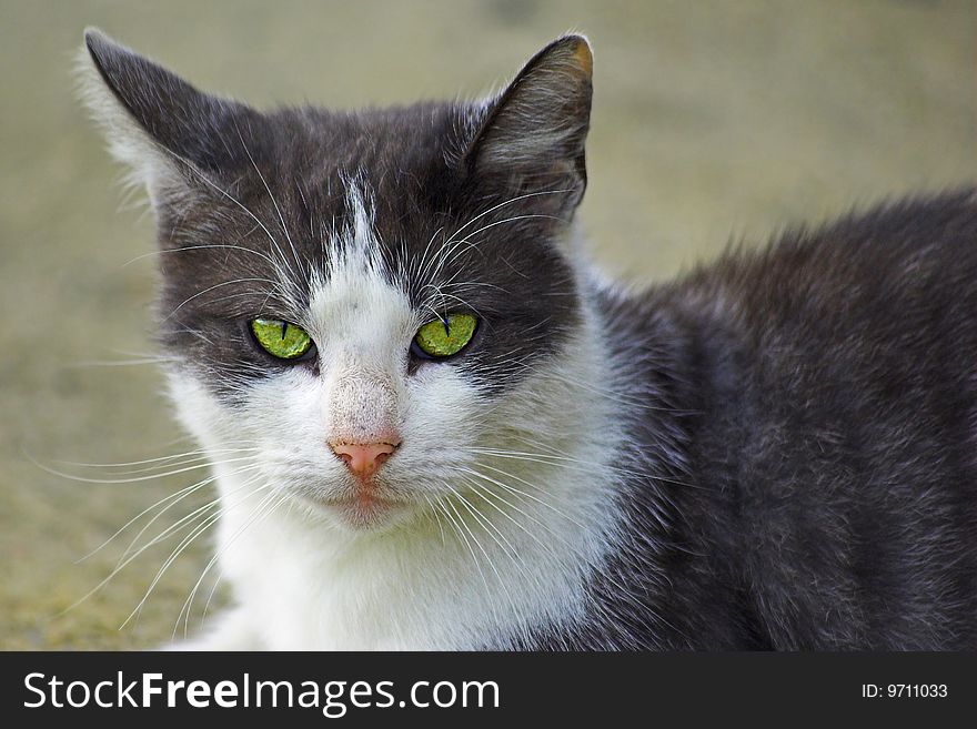 Domestic cat with wild yellow eyes. Domestic cat with wild yellow eyes