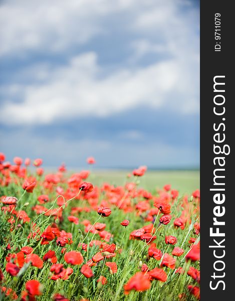 Beautiful red poppy field, selective focus