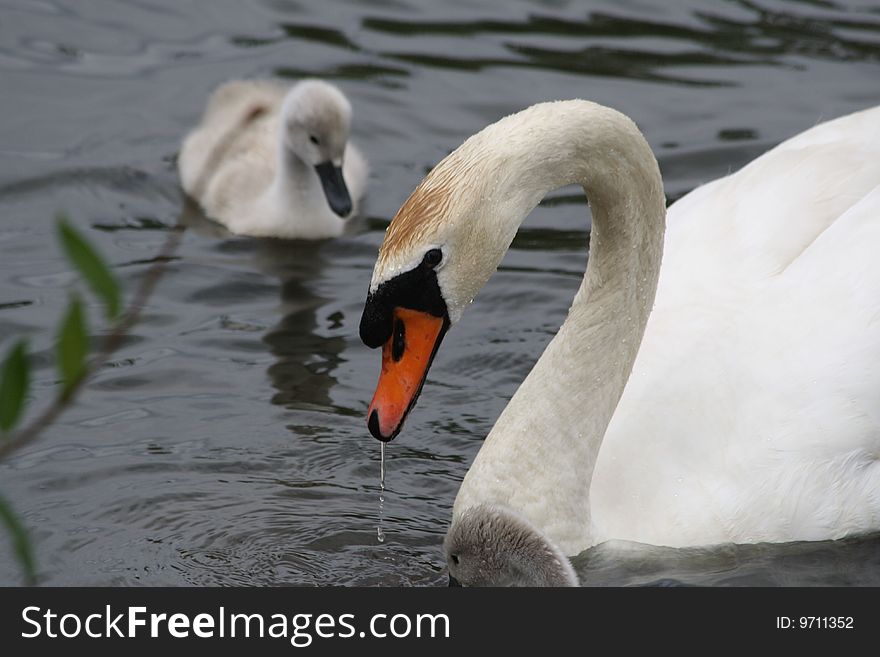 Swan With Baby