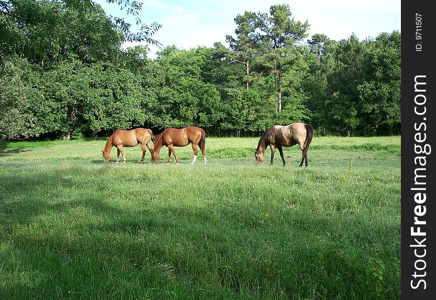 Three horses grazing in a serene green field. Three horses grazing in a serene green field.