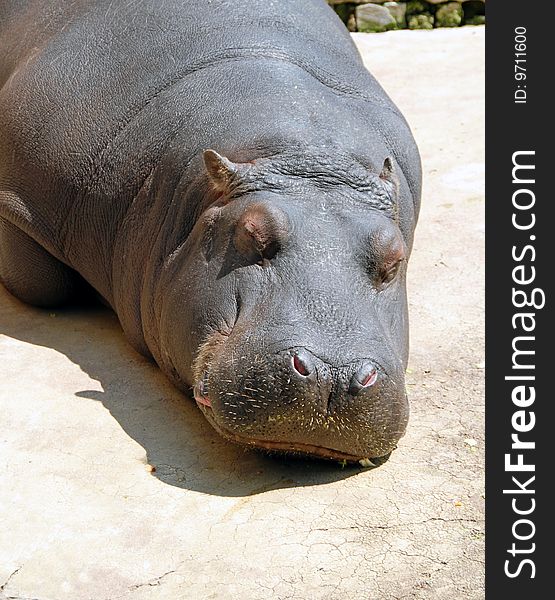 Hippopotamus sleeping in zoo outdoor in sunlight