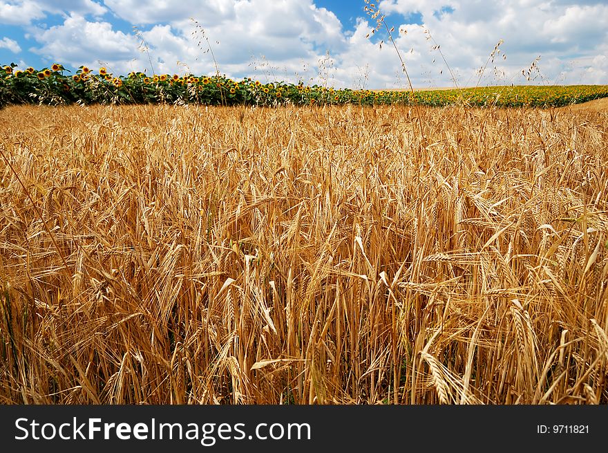 Golden wheat on a background of the cloudy blue sky and sunflowers. Golden wheat on a background of the cloudy blue sky and sunflowers