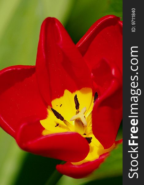 Close-up of a red tulip which contrasts enormously with the green background. Close-up of a red tulip which contrasts enormously with the green background.