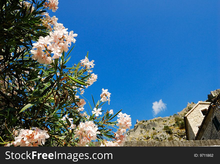 Flowering Oleander