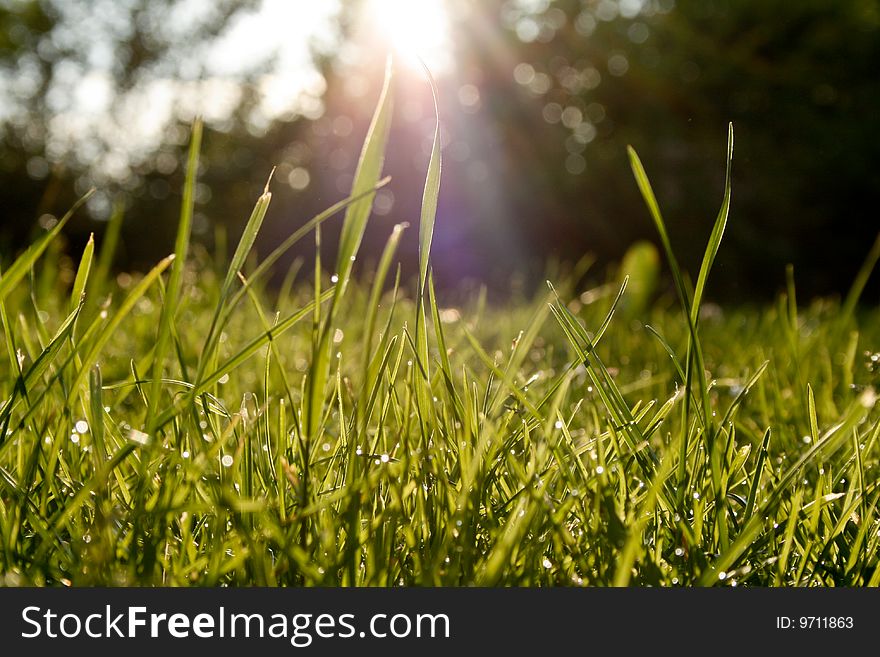 Shortly after rainfall, the sun shines on the grass. Shortly after rainfall, the sun shines on the grass