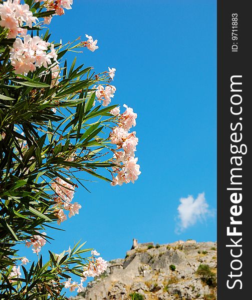 Flowering oleander branches against a blue sky and ancient fortress