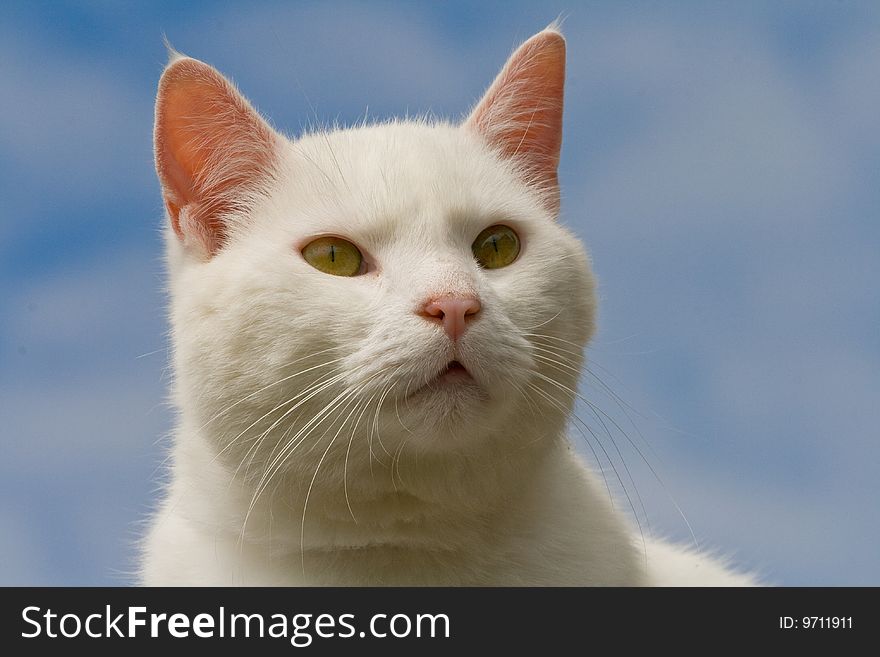 A beautiful white cat is sitting on a roof concentrating for his next move. A beautiful white cat is sitting on a roof concentrating for his next move.