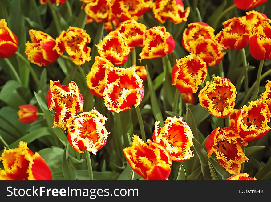 Flower bed of unusual red tulips with yellow fringed edges