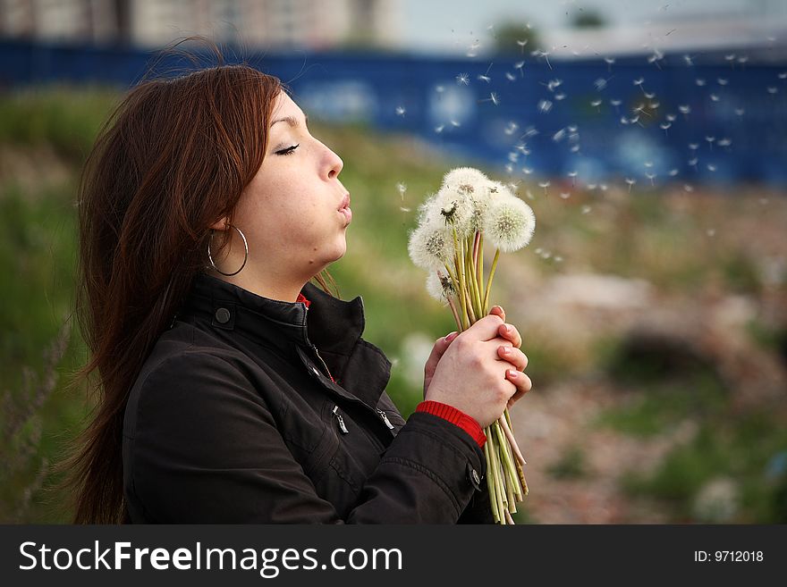 The beautiful girl with white fluffy dandelions. The beautiful girl with white fluffy dandelions