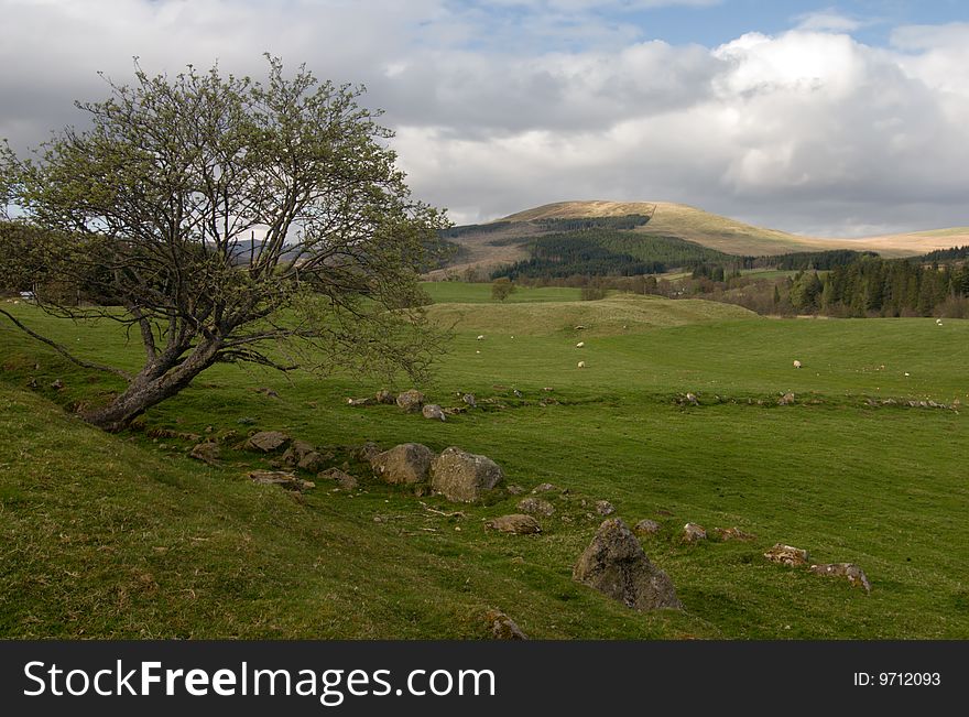 Scottish landscape with a sheeps