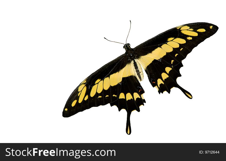 A beautiful Thoas Swallowtail cutout, isolated on a white background with copy space. A beautiful Thoas Swallowtail cutout, isolated on a white background with copy space