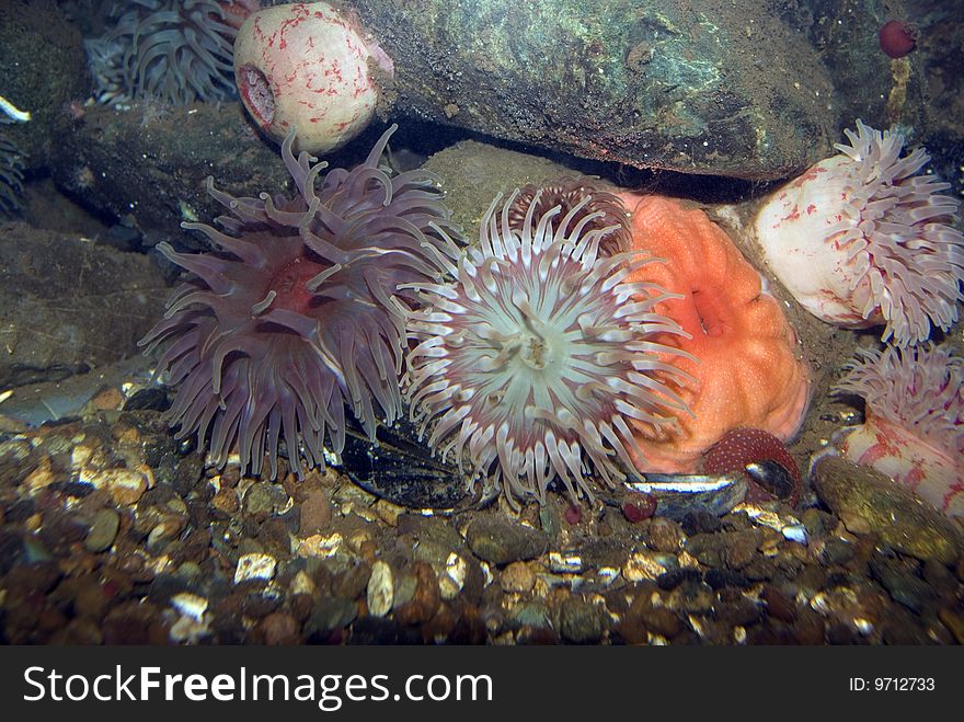 A Variaty of Sea Anemones on rocks. A Variaty of Sea Anemones on rocks.