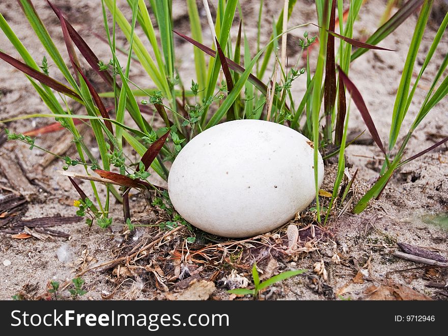 A goose egg in the weeds. A goose egg in the weeds.