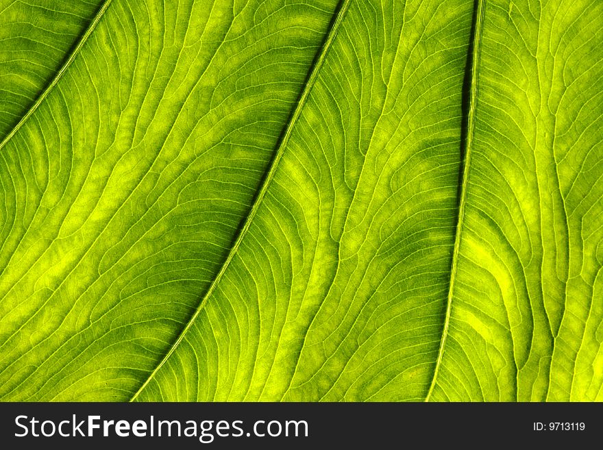 Close up of a leaf. Close up of a leaf.