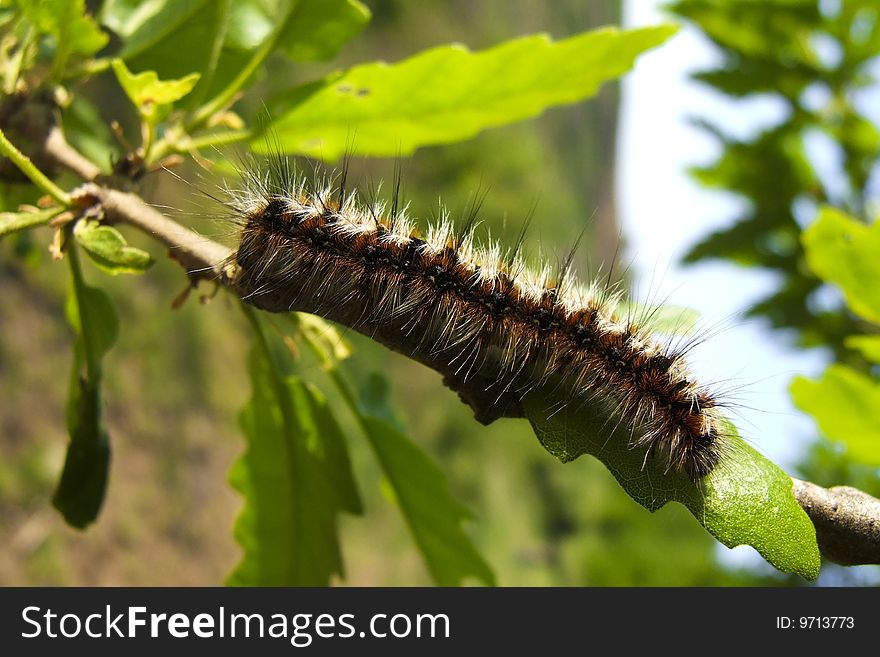 Caterpillar on a tree, eating a leaf.