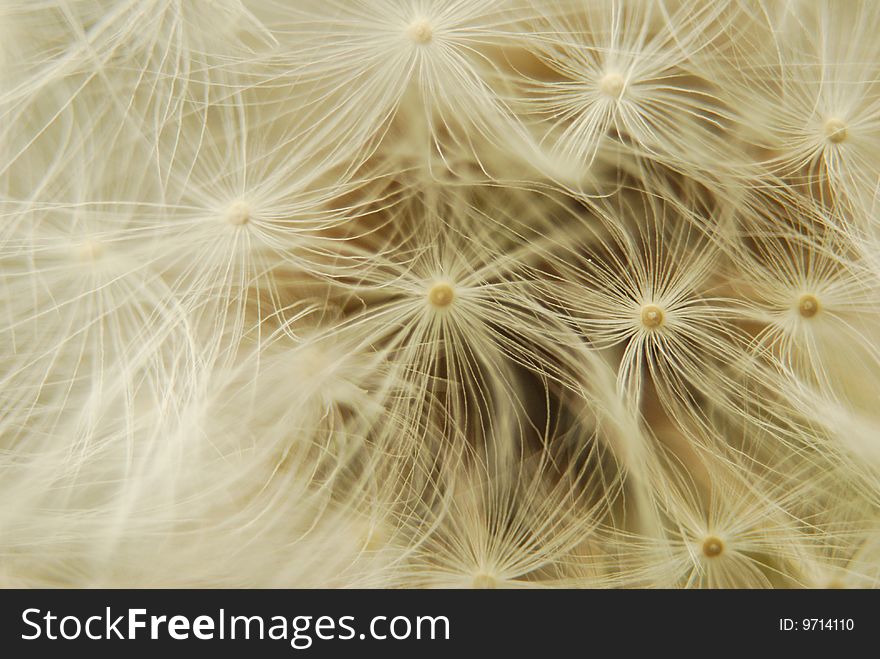 Parachute ball of a dandelion