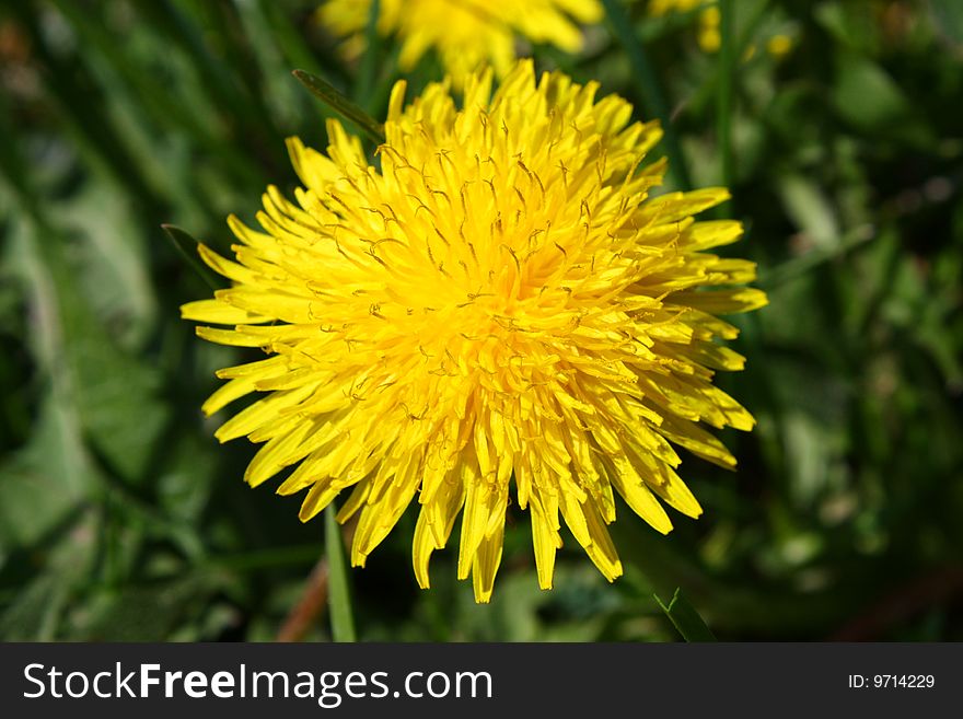 Dandelion is flower rising in meadow, garden.