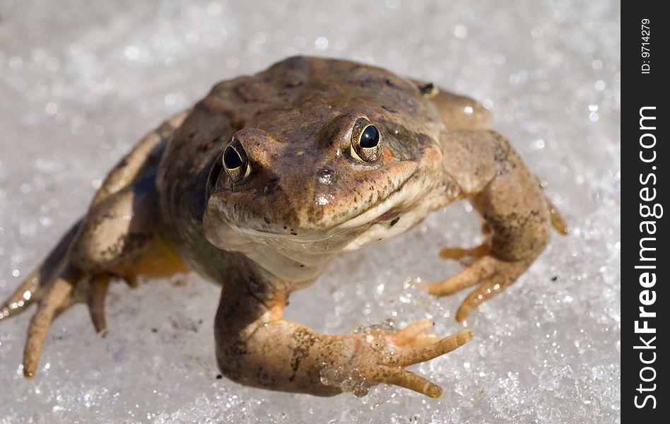 A close-up of the frog on snow. Early spring.