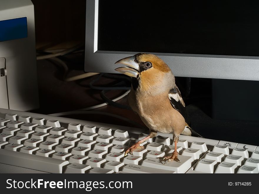 A close-up of the bird hawfinch on keyboard at video monitor and printer. A close-up of the bird hawfinch on keyboard at video monitor and printer.
