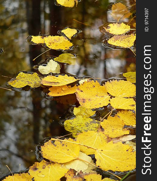 The yellow leaves on the surface of a water. The yellow leaves on the surface of a water.