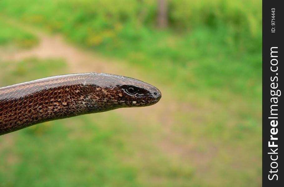 The portrait of the anguine lizard.