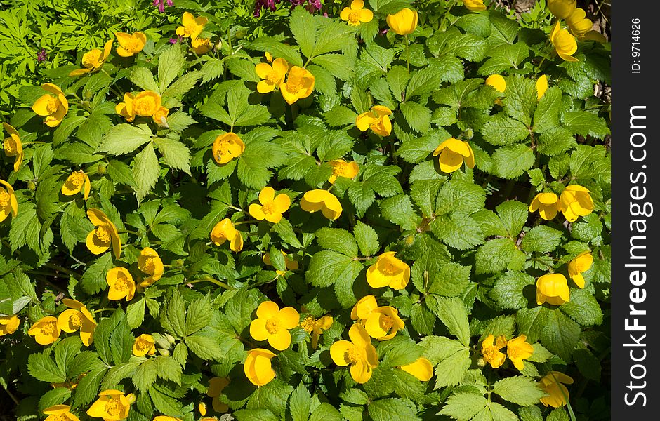 Yellow Flowers 4