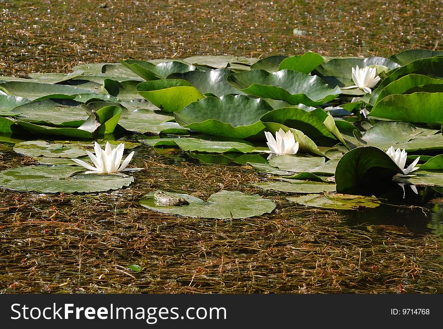 Some white water lilies and a frog on the front leaf. Some white water lilies and a frog on the front leaf