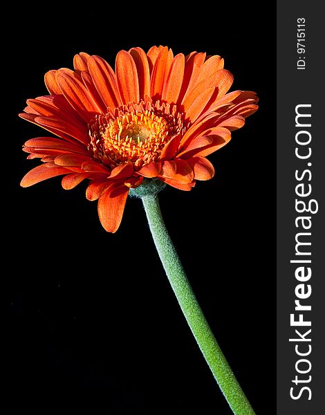 Gerbera flower against black background