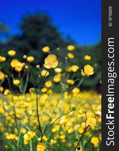 Buttercup field photographed with shallow depth of field.