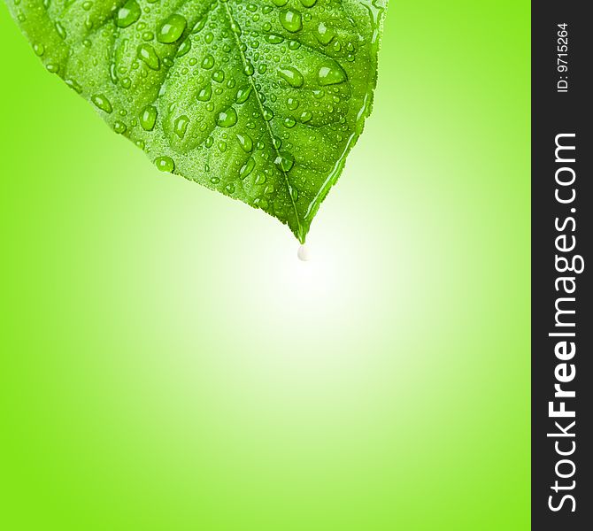 Green wet leaf with rain drops over gradient background. Green wet leaf with rain drops over gradient background