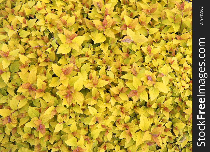 Yellow leaf background - natural texture. Yellow leaf background - natural texture