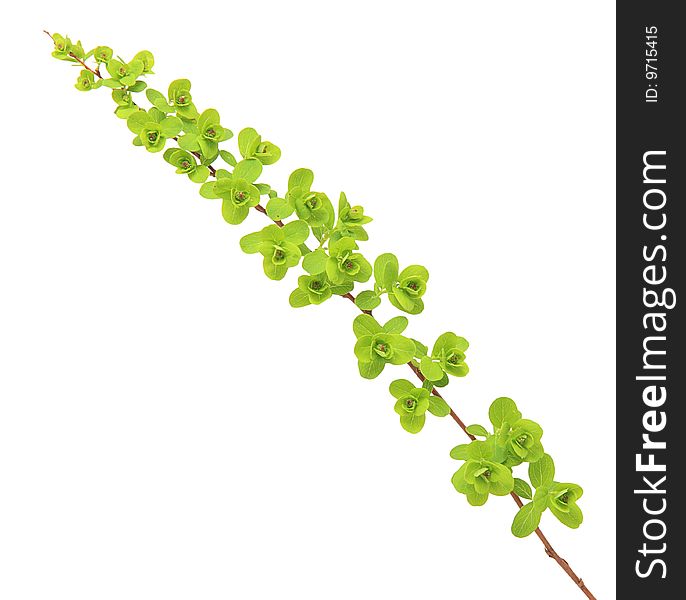 Green branch isolated on a white background