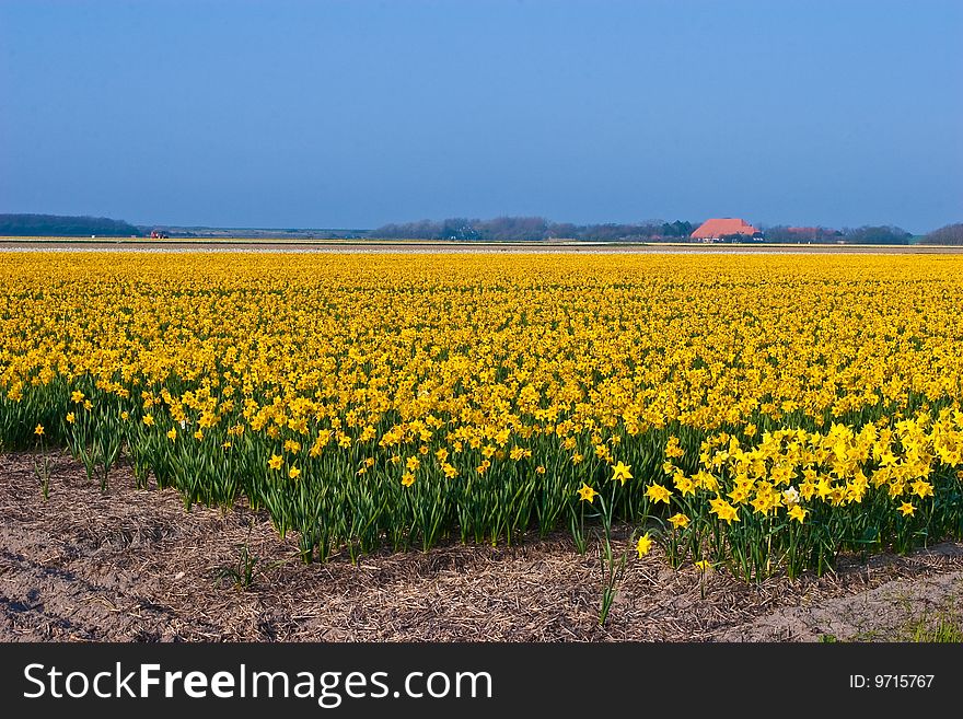 Yellow narcissus field with farm