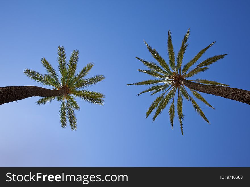 Palm trees with blue sky