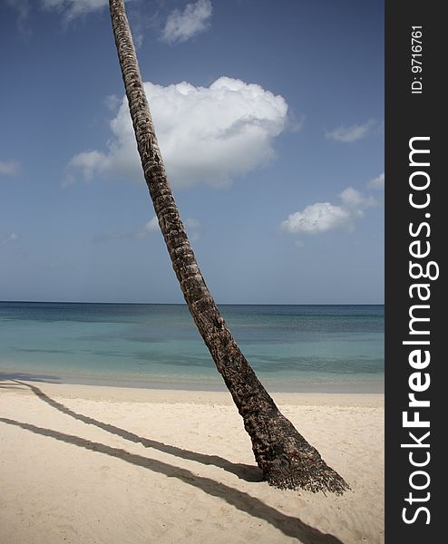 Tropical beach with the reflection and trunk of a palm tree