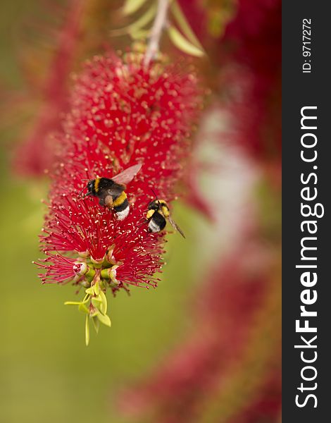 Callistemon Flower With Two Bee