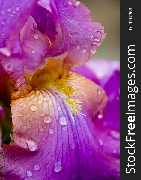 Iris Versicolor With Dew Drops-shallow Dot