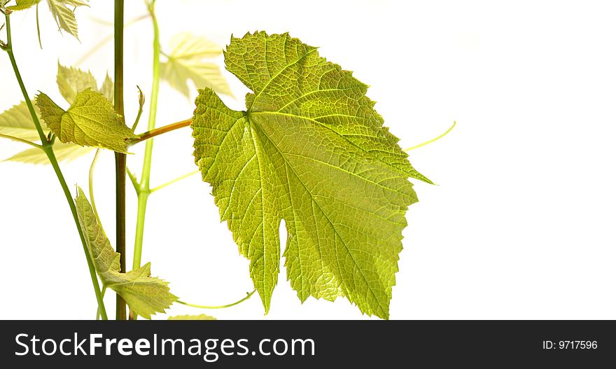 Grape vine with leaves on white background