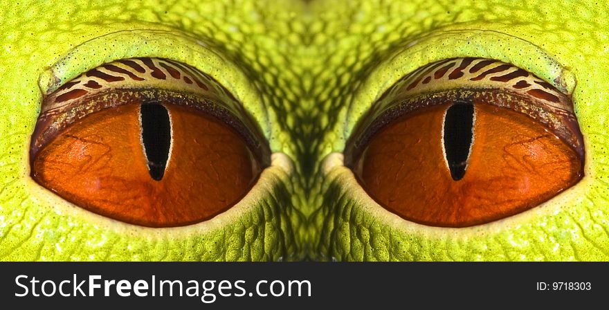 Composed not real look from tree frog eyes
