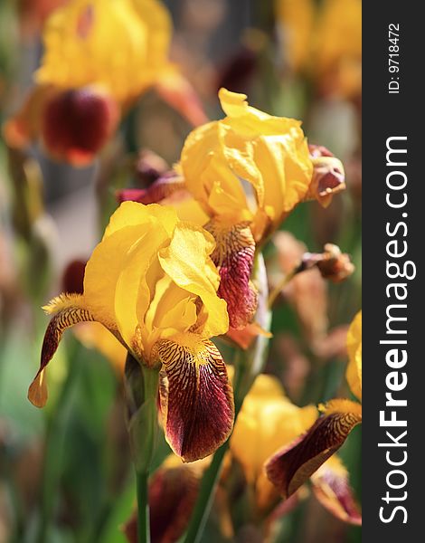 Yellow irises on the sun in summer day